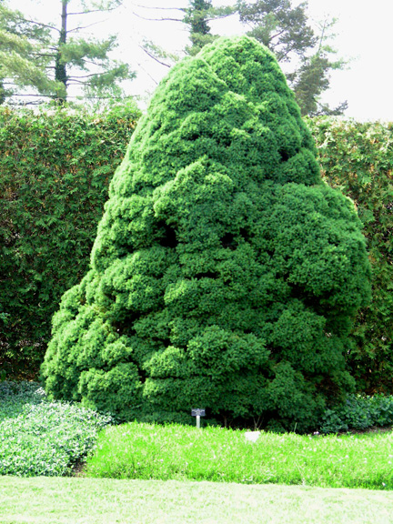 Picea glauca Conica fm.jpg